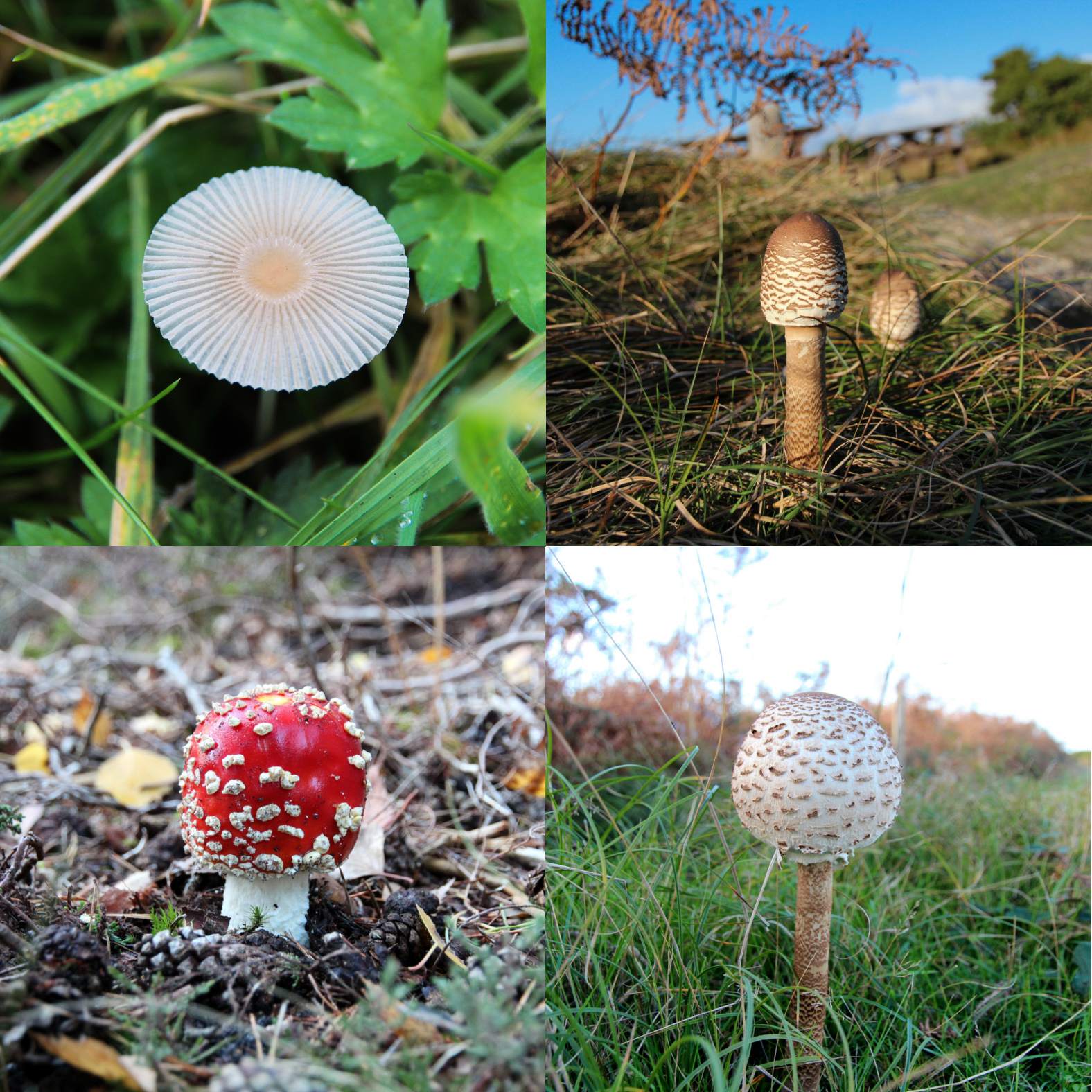 Diverse paddenstoelen (Minsmere, Suffolk, Engeland)